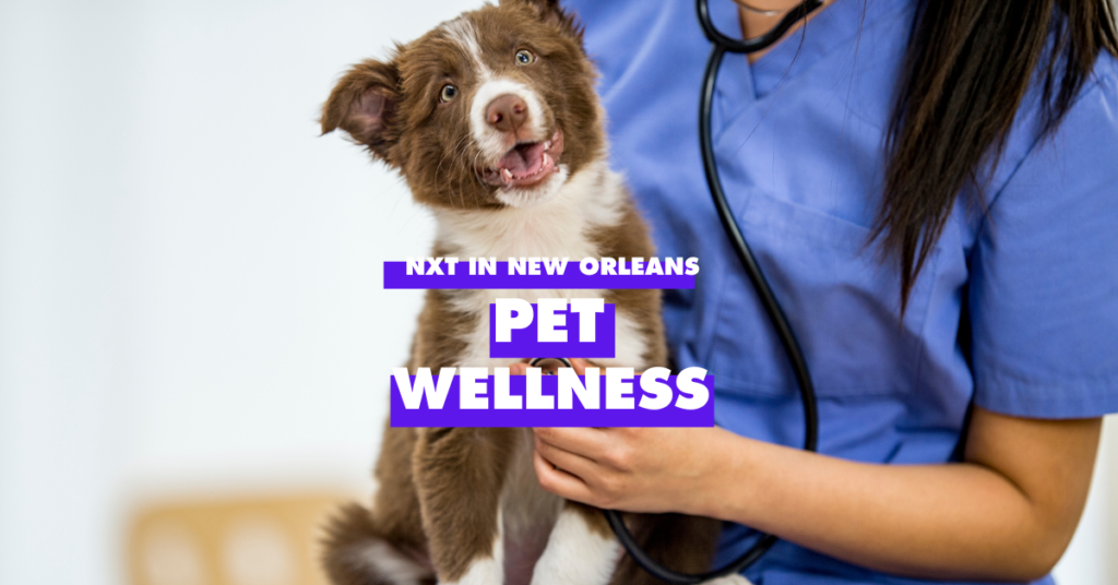 brown and white dog with a person in blue scrubs with a stethoscope